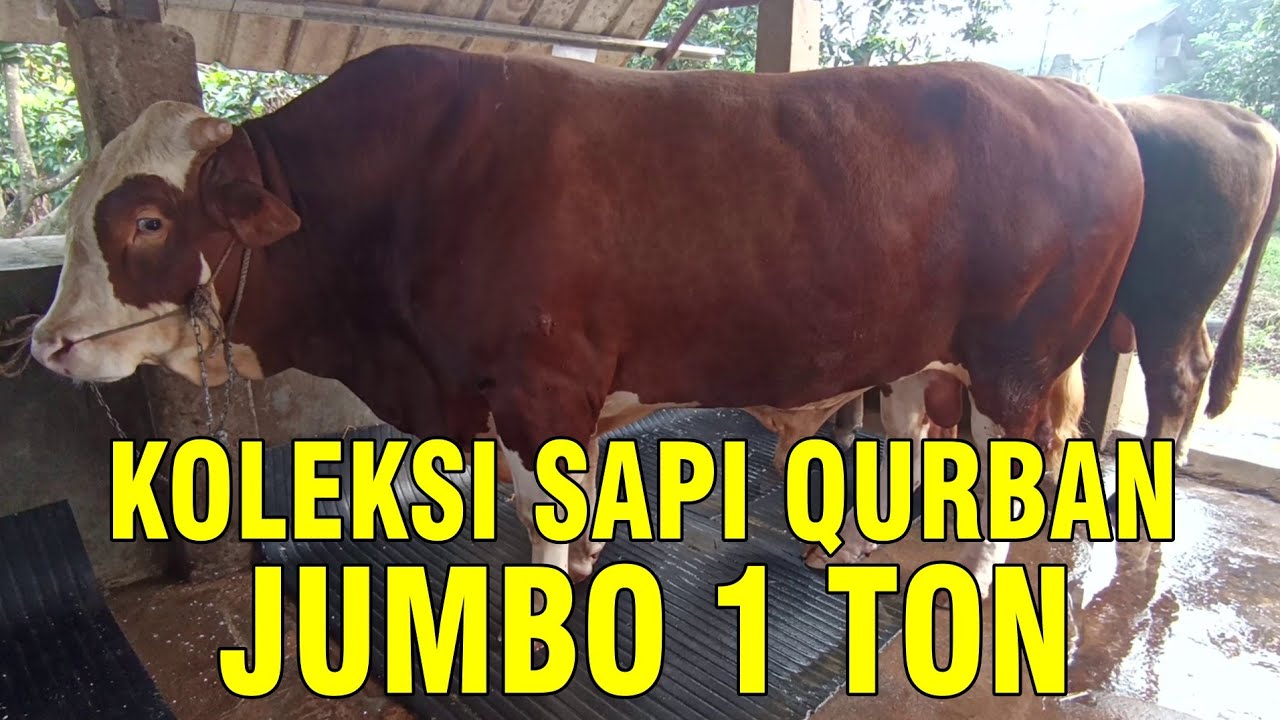 
                                 Sapi-Qurban-Jumbo-2022-1-Ton-Up